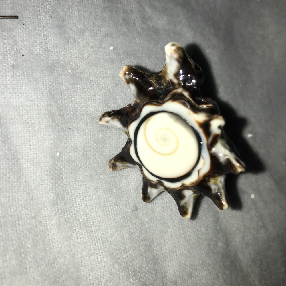 Seashell ring... size 7